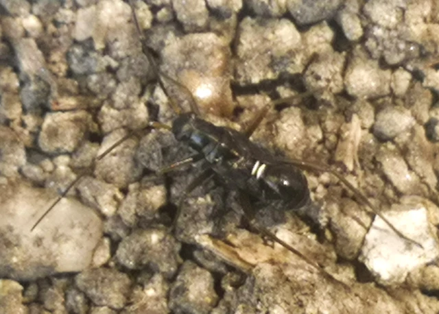 Miris striatus - sávos mezeipoloska