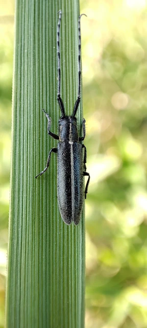 Agapanthia cardui - sávos bogáncscincér