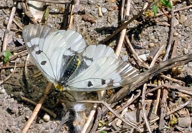 Parnassius mnemosyne - kis apollólepke