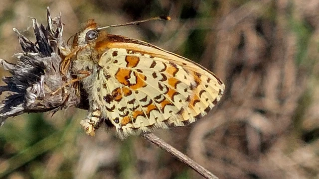 Melitaea trivia - kis tarkalepke