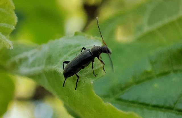 Grammoptera ruficornis - gyűrűscsápú galagonyacincér Grammoptera ruficornis - gyűrűscsápú galagonyacincér