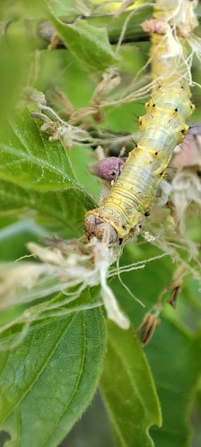Apocheima pilosaria - zöldes tavasziaraszoló