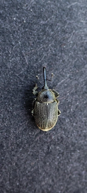 Rhinusa asellus - szőrcsillagos ökörfarkkóró-ormányos