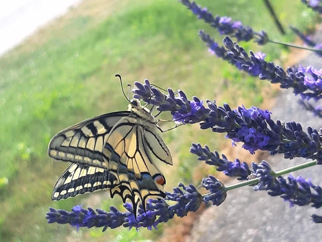 Papilio machaon - fecskefarkú lepke