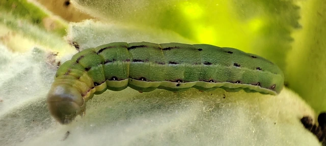 Aporophyla lutulenta - sziki őszibagoly