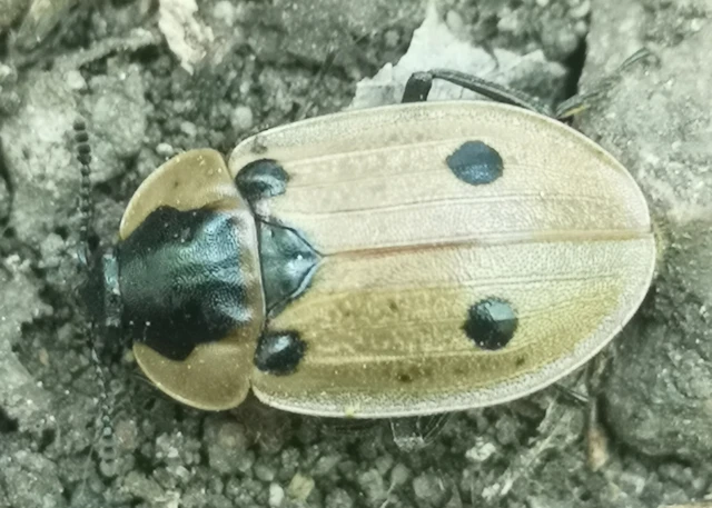 Dendroxena quadrimaculata - négypettyes dögbogár