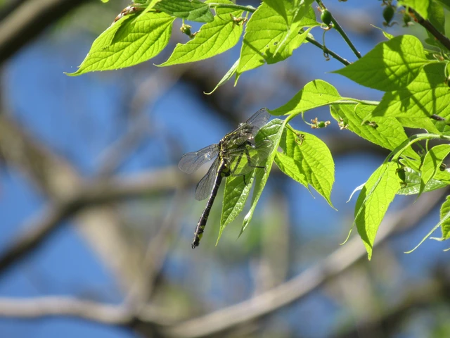 Gomphus vulgatissimus - feketelábú folyami-szitakötő Gomphus vulgatissimus - feketelábú folyami-szitakötő