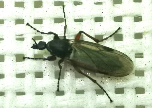 Diptera - Kétszárnyúak