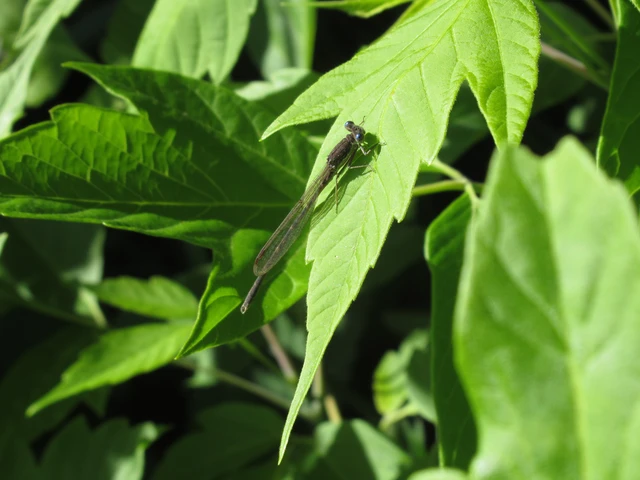 Sympecma fusca - téli rablószitakötő Sympecma fusca - téli rablószitakötő