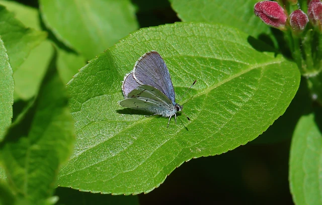 Celastrina argiolus - bengeboglárka