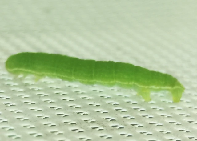 Epirrita
