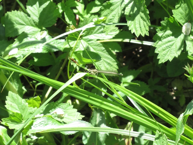 Platycnemis pennipes - széleslábú szitakötő