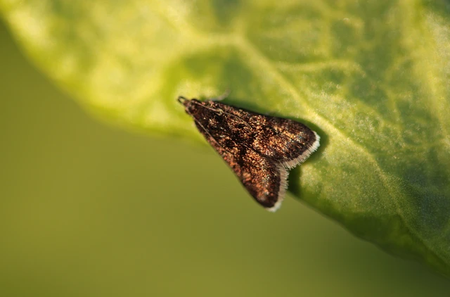 Heliothela wulfeniana - fényes kormosmoly