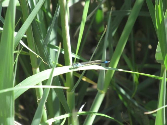 Ischnura elegans pontica - kéköves légivadász