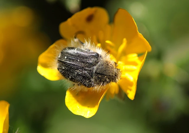 Tropinota hirta - bundás virágbogár