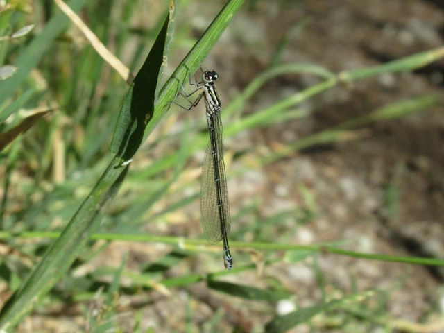 Coenagrion puella - azúrkék légivadász