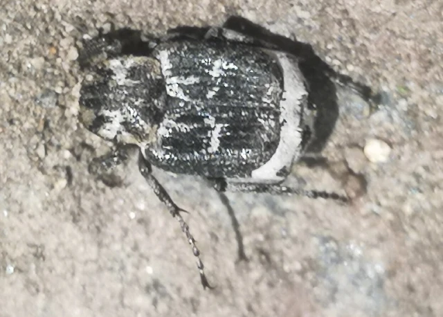 Valgus hemipterus - suta virágbogár