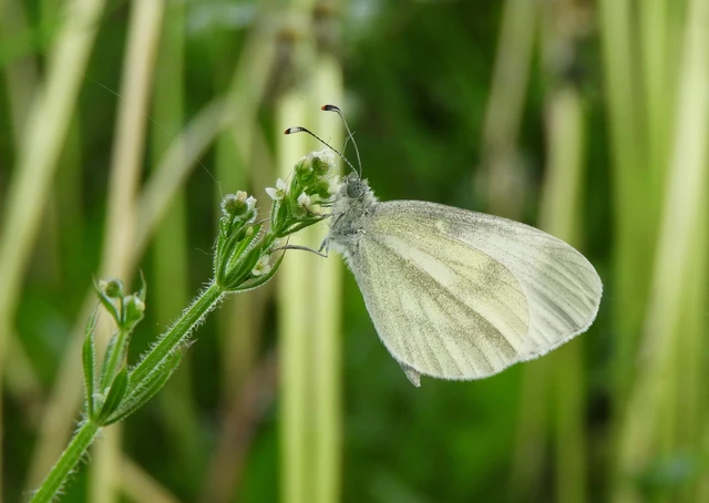 Leptidea sinapis - mustárlepke