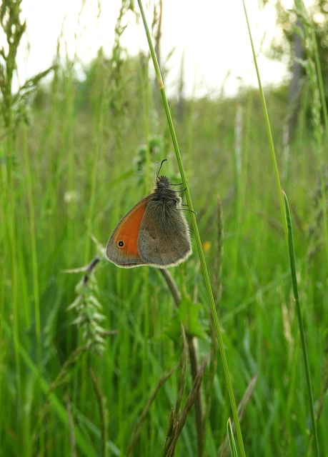 Coenonympha pamphilus - kis szénalepke