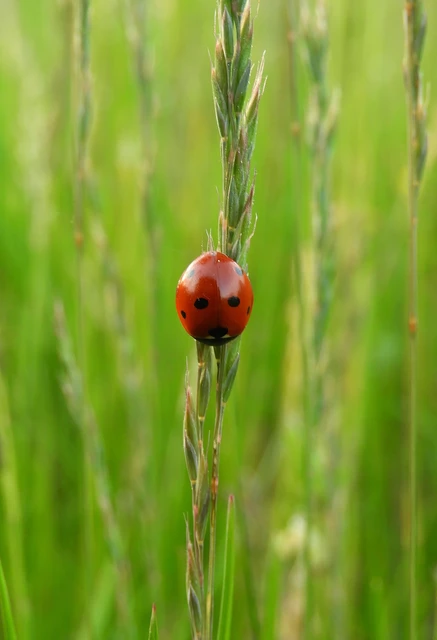 Coccinella septempunctata - hétpettyes katica