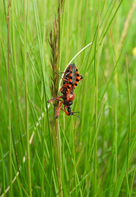 Rhynocoris iracundus - közönséges gyilkospoloska