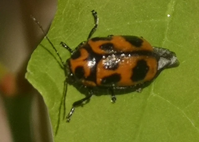 Cryptocephalus sexpunctatus - hatfoltos zömökbogár Cryptocephalus sexpunctatus - hatfoltos zömökbogár