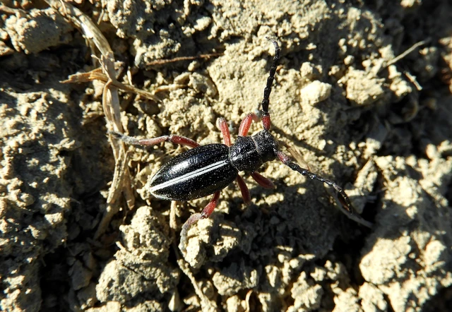 Dorcadion pedestre - kétsávos gyalogcincér Dorcadion pedestre - kétsávos gyalogcincér