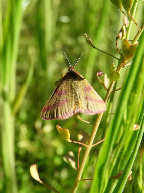 Lythria purpuraria - bíborsávos araszoló