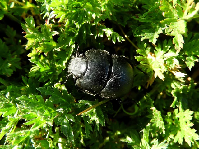 Lethrus apterus - nagyfejű csajkó