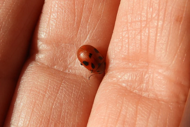 Gonioctena fornicata - közönséges lucernabogár