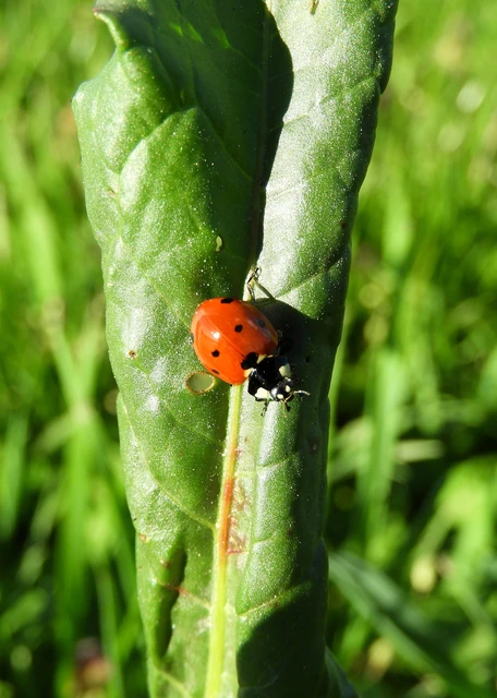 Coccinella septempunctata - hétpettyes katica