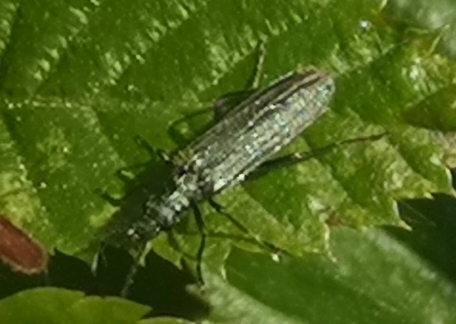 Oedemera