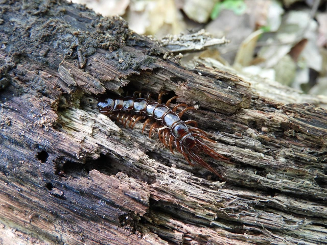 Chilopoda - Százlábúak