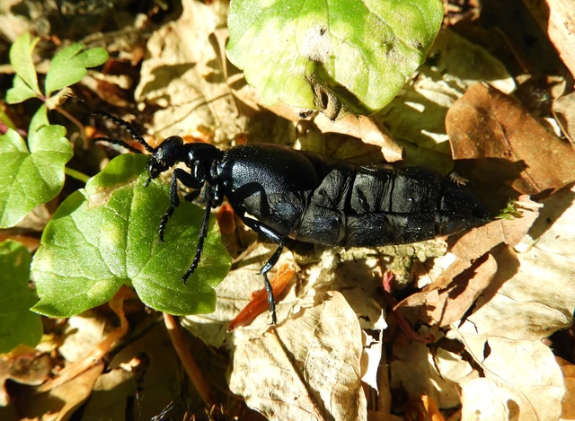 Meloe violaceus - kék nünüke