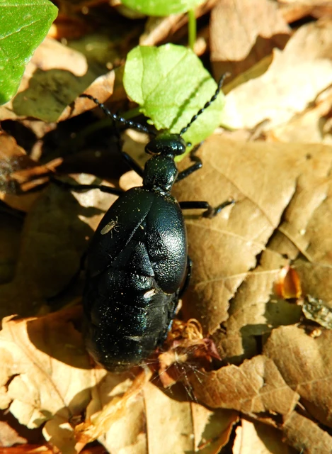 Meloe violaceus - kék nünüke