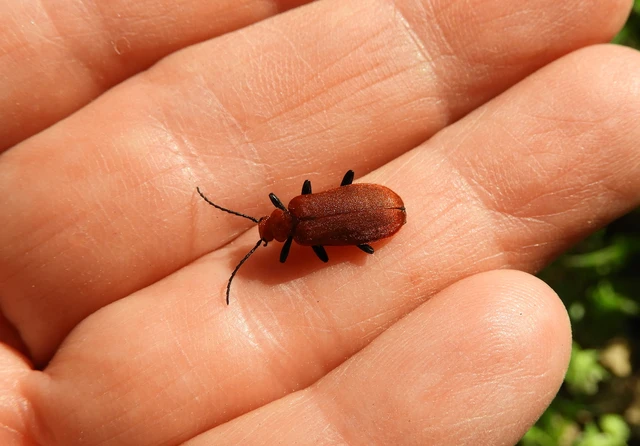 Pyrochroa serraticornis - közép-bíborbogár Pyrochroa serraticornis - közép-bíborbogár