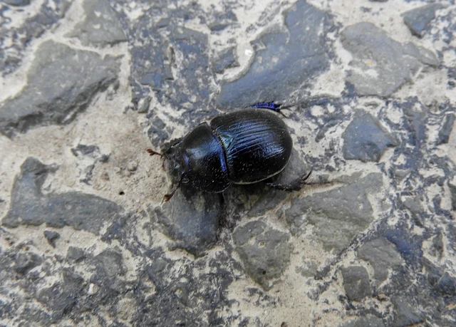 Anoplotrupes stercorosus - erdei álganéjtúró