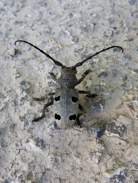 Morimus asper funereus - gyászcincér