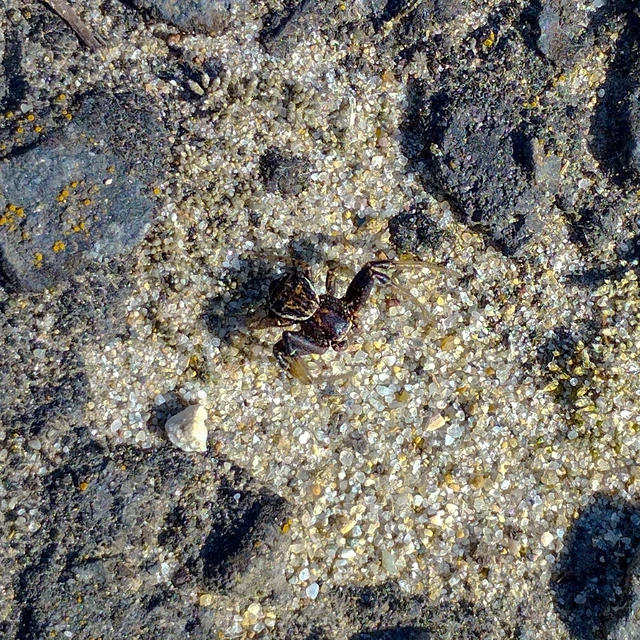 Xysticus