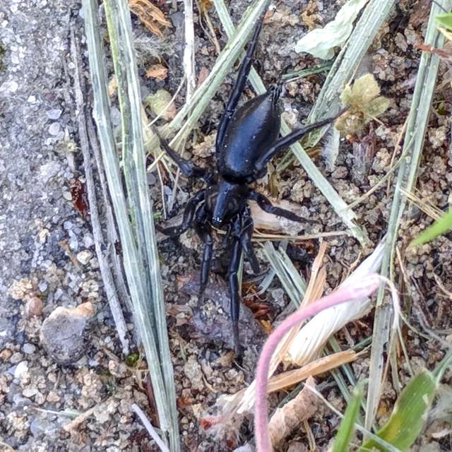 Zelotes