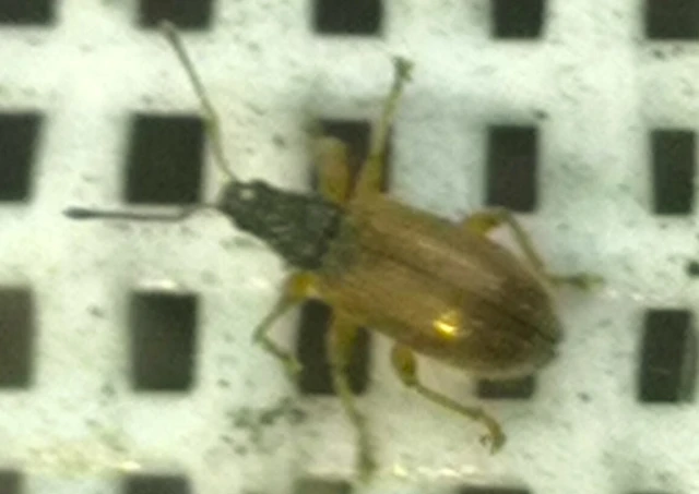 Phyllobius oblongus - közönséges levélormányos
