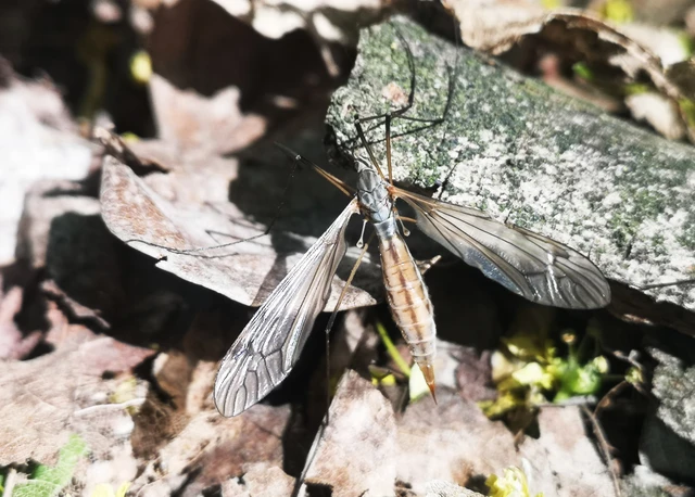 Diptera - Kétszárnyúak