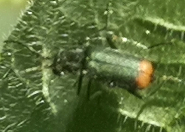 Melyridae - sziklaibogár-félék