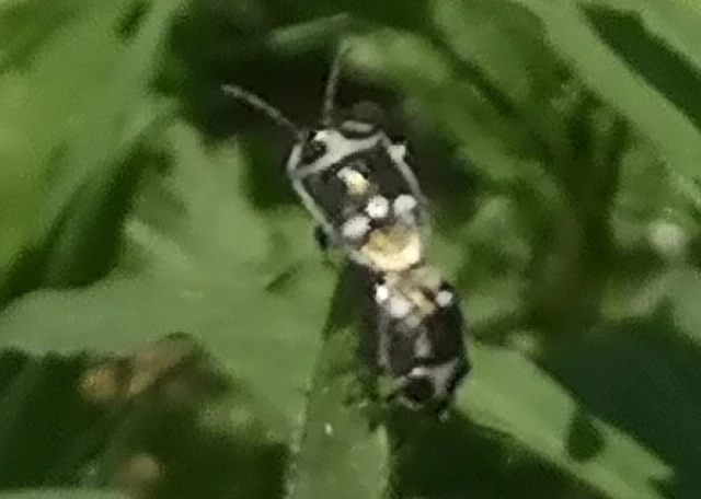 Eurydema oleracea - paréjpoloska Eurydema oleracea - paréjpoloska