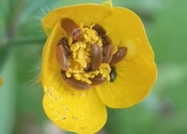 Byturus ochraceus - gyömbérgyökérbogár