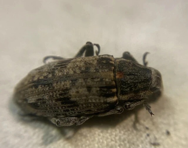Asproparthenis punctiventris - lisztes répabarkó