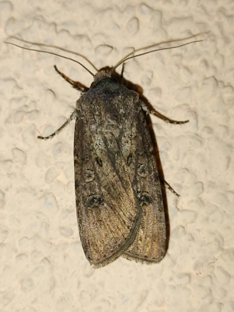 Agrotis segetum - vetési földibagoly