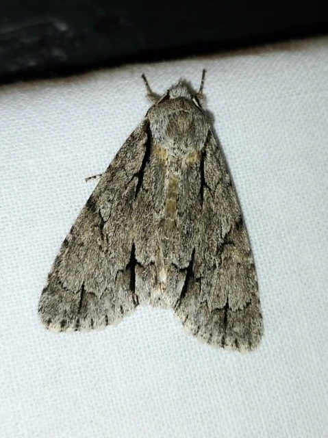 Acronicta cuspis/tridens/psi