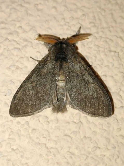 Calliteara pudibunda - hamvasszövő