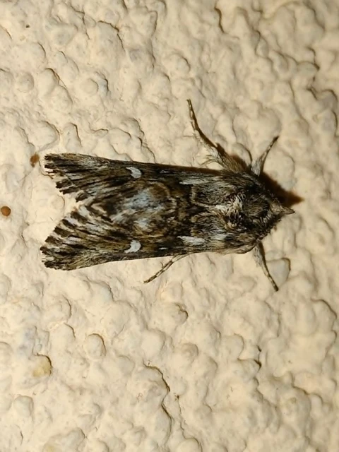 Calophasia lunula - gyújtoványfű-apróbagoly
